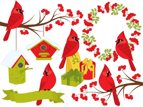 Vector Christmas and New Year Set with Cardinals and Winter Elements