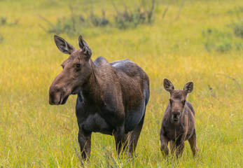 Moose Calf Alert Next to Mother