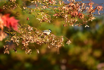 モミジのタネを食べに来たシジュウカラ