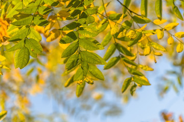 Fototapeta na wymiar beautiful golden leaves in public park