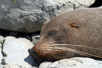 Naklejka premium Basking seal Left profile