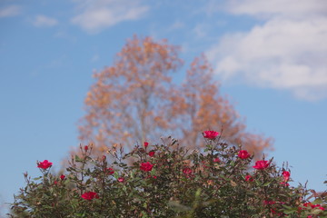 Fototapeta premium 薔薇と紅葉でできた富士山