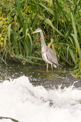 Grey Heron