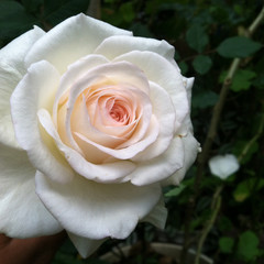 rosa blanca elegante