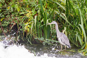Grey Heron