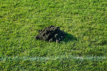 Many molehills / mole mounds on football (soccer) field