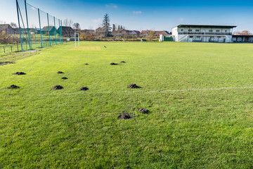 Many molehills / mole mounds on football (soccer) field