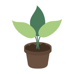 Plant growing in vase icon vector illustration graphic design