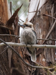 kookaburra dacelo australia