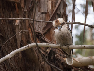 kookaburra dacelo australia