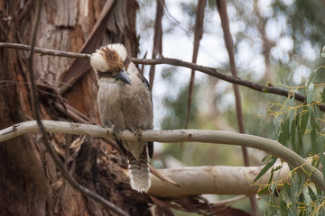 kookaburra dacelo australia