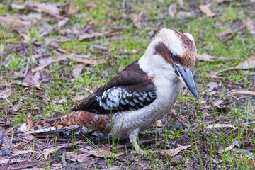 kookaburra dacelo australia