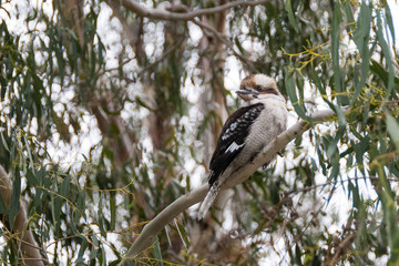 kookaburra dacelo australia