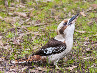 kookaburra dacelo australia