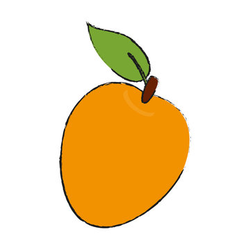 Mango delicious fruit icon vector illustration graphic design