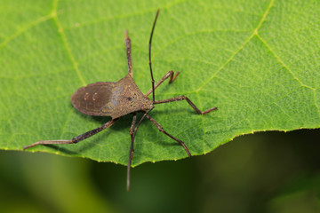 Image of Leaf-footed Bug(Coreidae) on the green leaf. Insect. Animal.