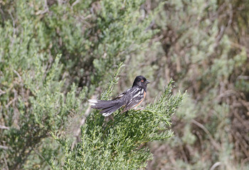Spotted Towhee Singing in the Badlands