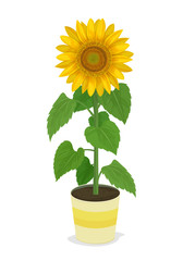 Vector Illustration: sunflower in potted plants isolated on white background.