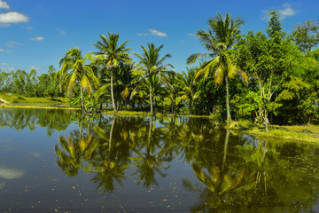 Fototapeta na wymiar Coconut and island scenery 