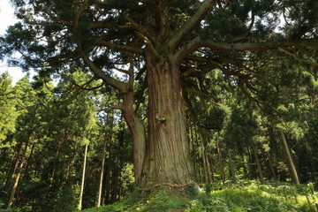 山五十川の玉杉（国指定天然記念物）　Yamairagawa Tamasugi(National designation natural monument) / Tsuruoka, Yamagata, Japan