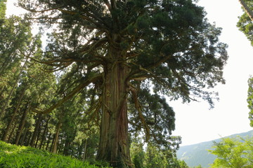 山五十川の玉杉（国指定天然記念物）　Yamairagawa Tamasugi(National designation natural monument) / Tsuruoka, Yamagata, Japan