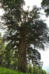 Fototapeta premium 山五十川の玉杉（国指定天然記念物） Yamairagawa Tamasugi(National designation natural monument) / Tsuruoka, Yamagata, Japan