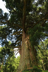 Fototapeta premium 山五十川の玉杉（国指定天然記念物） Yamairagawa Tamasugi(National designation natural monument) / Tsuruoka, Yamagata, Japan