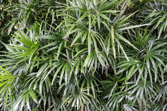 fresh green Rhapis excelsa plant in nature garden
