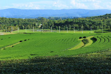 Fototapeta na wymiar Clear sky view of tea plantation at Chiang Rai, Thailand.