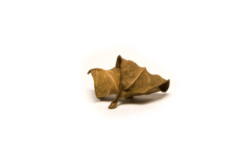 Fototapeta premium dry leafs isolated on white background