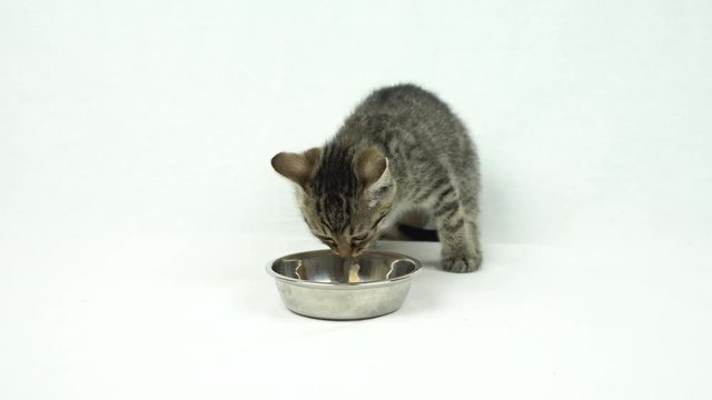 食事をする子猫（キジトラ）