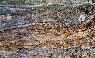 Poplar bark texture for background.