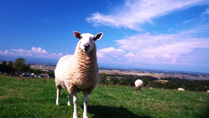 Fototapeta premium 北国の可愛い羊
