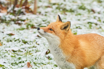 初冬のキタキツネ