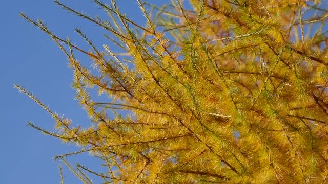 Rami di larice nei colori dell'autunno