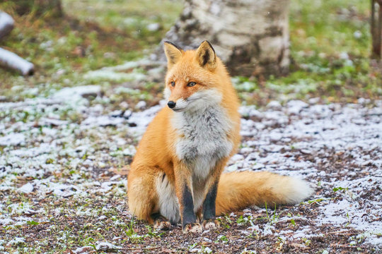 初冬のキタキツネ
