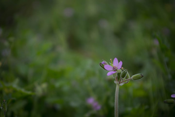 point of color in the green sea