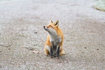 初冬のキタキツネ
