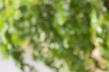 Obraz premium yellow bokeh blur backgrond and leaf