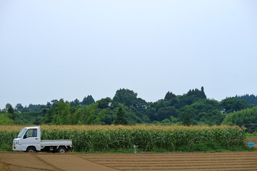 農業　軽トラックとスィートコーン畑