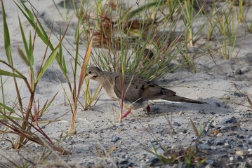 Hiding on the sand