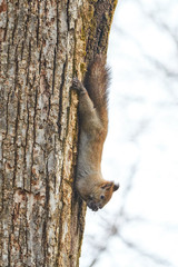 木にぶら下がるエゾリス