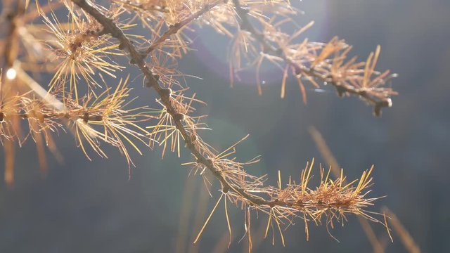 Larice Bilder – Durchsuchen 2,119 Archivfotos, Vektorgrafiken und