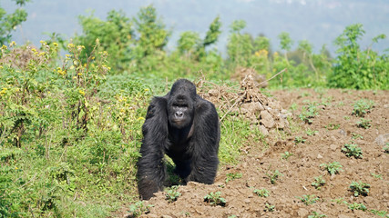 Mountain Gorilla Silver-back on a field in Eastern Congo