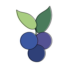 Delicious blueberries fruits icon vector illustration graphic design