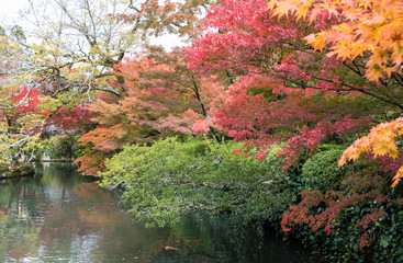 colorful leaves in autumn