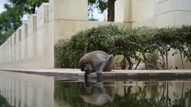monkey eating water in pool