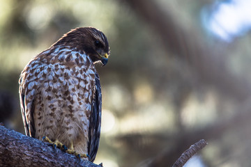 Red Shouldered Hawk