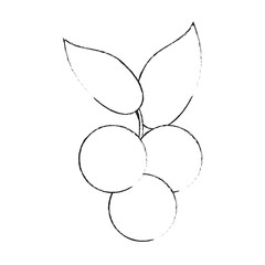 Delicious blueberries fruits icon vector illustration graphic design