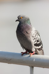 portrait of pigeon closeup